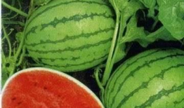 52吃瓜热门爆料地址,独家内幕大公开